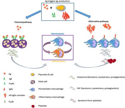 Alternative Anaphylactic Routes: The Potential Role of Macrophages